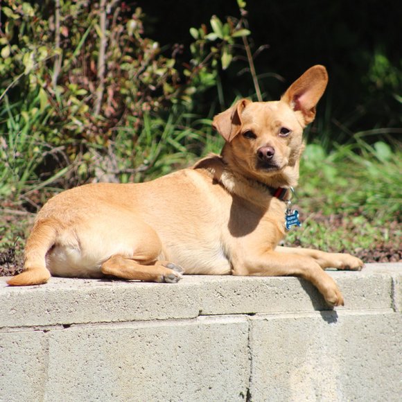 Meet your Posher, Lara - Picture 5 of 15